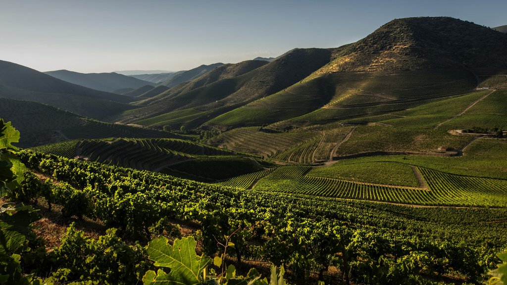 wines-of-portugal-a-world-of-difference-winesofportugal