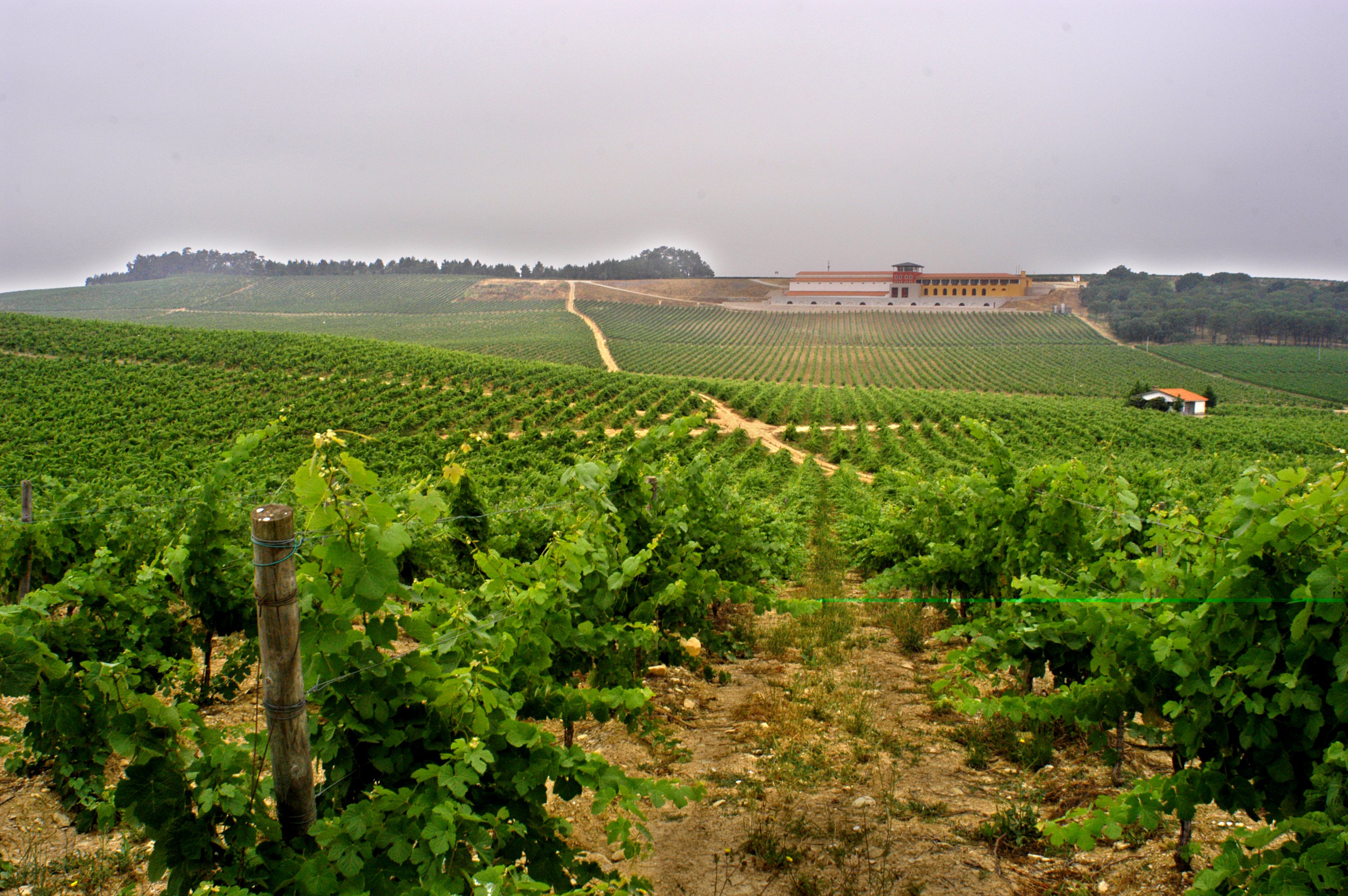 Bairrada - winesofportugal.com