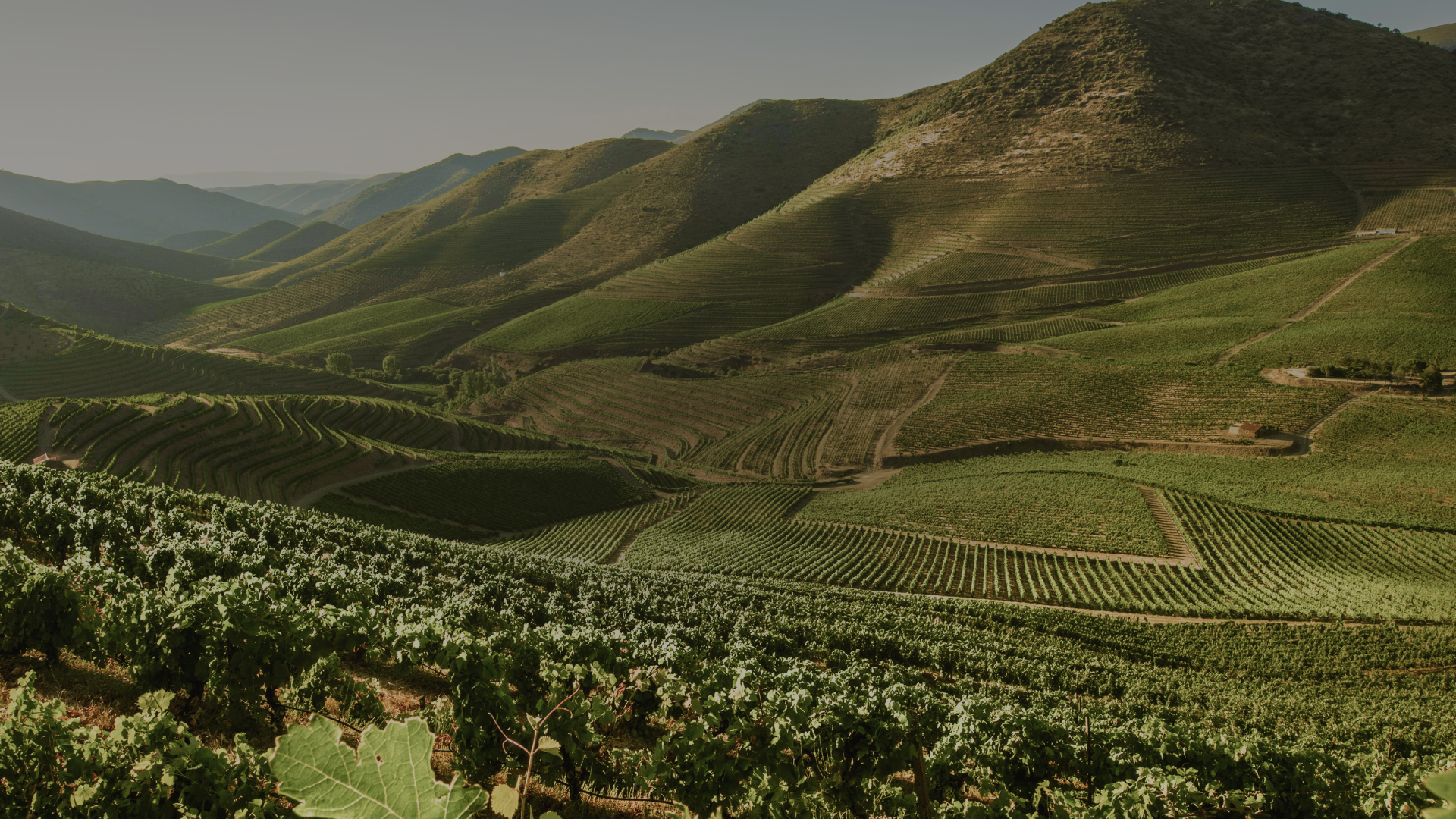 Prova de vinhos portugueses